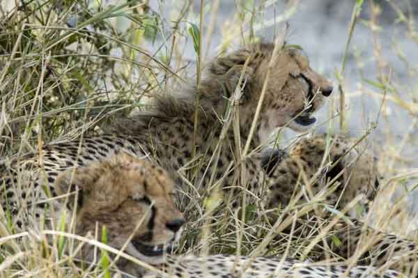 Guepardo - reserva nacional de Masai Mara - Kenia 10.jpg